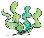 Морские водоросли на море в затоке